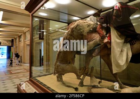 Löwe greift einen Dromedary des französischen Naturforschers Edouard Verreaux an Ausstellung im Carnegie Museum of Natural History.Pittsburgh.Pennsylvania.USA Stockfoto