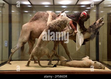 Löwe greift einen Dromedary des französischen Naturforschers Edouard Verreaux an Ausstellung im Carnegie Museum of Natural History.Pittsburgh.Pennsylvania.USA Stockfoto