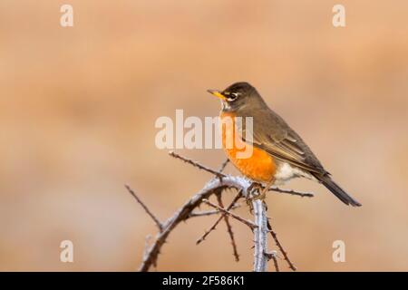 Amerikanischer Rotkehlchen (Turdus migratorius), William Finley National Wildlife Refuge, Oregon Stockfoto