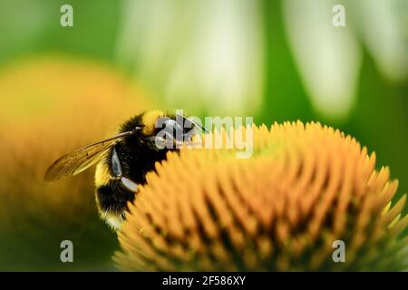 Nahaufnahme einer Hummel (Bombus der Apidae-Familie) auf Echinacea-Blüte (Koneblümchen, Gänseblümchen-Familie). Selektiver Fokus, geringe Schärfentiefe. Stockfoto