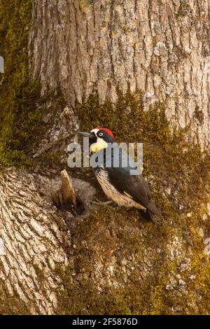 Acorn Specht (Melanerpes formicivorus), Talking Water Gardens, Albany, Oregon Stockfoto