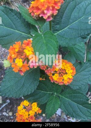 Leuchtende lantana Camara Blumen mit grünem Laub aus nächster Nähe Stockfoto