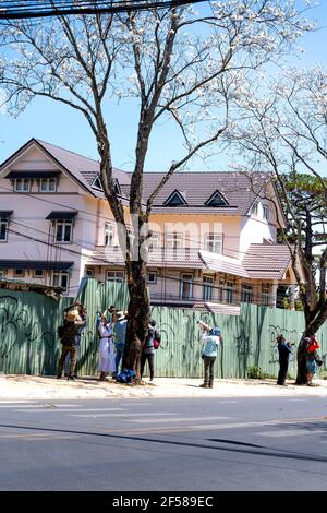 Dalat Town, Lam Dong Provinz, Vietnam - 14. März 2021: Touristen fotografieren Bauhinia variegata Blumen in Da Lat Stadt, Lam Dong Provinz, Vietn Stockfoto