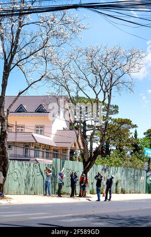 Dalat Town, Lam Dong Provinz, Vietnam - 14. März 2021: Touristen fotografieren Bauhinia variegata Blumen in Da Lat Stadt, Lam Dong Provinz, Vietn Stockfoto