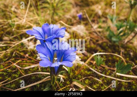 Nahaufnahme von blauen Enzianblüten zwischen Gras und Moos an einem Berghang. Wildblumen. Heller floraler Hintergrund. Speicherplatz kopieren. Stockfoto