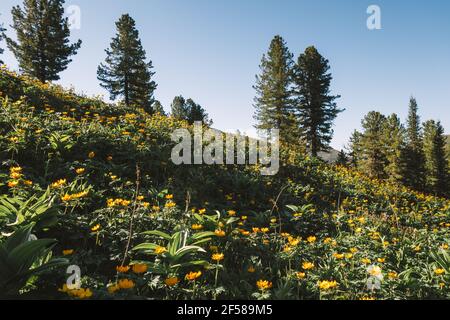 Blühende Hänge von leuchtend orangefarbenen Blüten im Frühling in den Bergen. Sonnige Frühlingslandschaft mit Feldern von Trollius asiaticus Blumen. Stockfoto