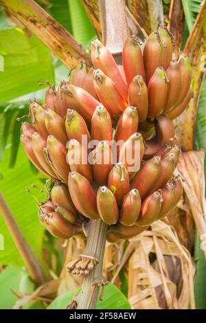 Bündel roher roter Banane. Stockfoto