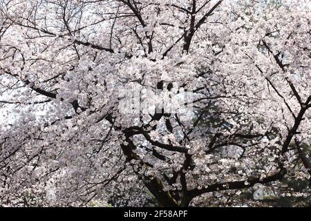 Tokio, Japan. März 2021, 24th. Blick auf blühende Sakura-Bäume im Shinjuku Gyoen National Garden in Tokio.die Hanami-Saison, auch bekannt als Kirschblütenbeobachtungssaison, begann in Tokio fast zwei Wochen früher als geplant. Trotz der Coronavirus Pandemie Shinjuku Gyoen National Garden begrüßt Besucher. Um die Verbreitung von Covid-19 zu verhindern, wurden Einschränkungen im Zusammenhang mit dem Coronavirus gesetzt, wie die vorherige Online-Registrierung sowie die Beschränkung der Gruppengröße und das Verbot des Alkoholkonsums im Garten. Kredit: SOPA Images Limited/Alamy Live Nachrichten Stockfoto