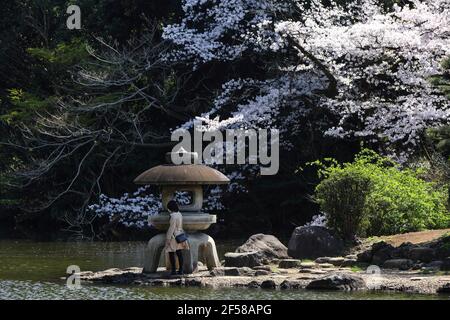 Tokio, Japan. März 2021, 24th. Blick auf blühende Sakura-Bäume im Shinjuku Gyoen National Garden in Tokio.die Hanami-Saison, auch bekannt als Kirschblütenbeobachtungssaison, begann in Tokio fast zwei Wochen früher als geplant. Trotz der Coronavirus Pandemie Shinjuku Gyoen National Garden begrüßt Besucher. Um die Verbreitung von Covid-19 zu verhindern, wurden Einschränkungen im Zusammenhang mit dem Coronavirus gesetzt, wie die vorherige Online-Registrierung sowie die Beschränkung der Gruppengröße und das Verbot des Alkoholkonsums im Garten. Kredit: SOPA Images Limited/Alamy Live Nachrichten Stockfoto