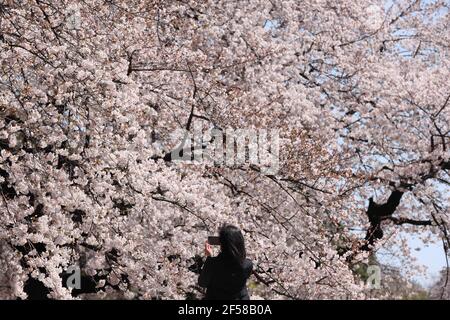 Ein Besucher fotografiert blühende Sakura-Bäume im Shinjuku Gyoen National Garden in Tokio.die Hanami-Saison, auch bekannt als Kirschblütenbeobachtungssaison, begann in Tokio fast zwei Wochen früher als geplant. Trotz der Coronavirus Pandemie Shinjuku Gyoen National Garden begrüßt Besucher. Um die Verbreitung von Covid-19 zu verhindern, wurden Einschränkungen im Zusammenhang mit dem Coronavirus gesetzt, wie die vorherige Online-Registrierung sowie die Beschränkung der Gruppengröße und das Verbot des Alkoholkonsums im Garten. (Foto von Stanislav Kogiku/SOPA Images/Sipa USA) Stockfoto