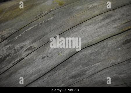 Verwitterte graue Holzmaserung mit natürlichen Rissen Stockfoto