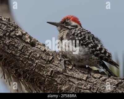 Leiterspecht, Dryobates scalaris, im Mojave National Preserve, Kalifornien, USA Stockfoto