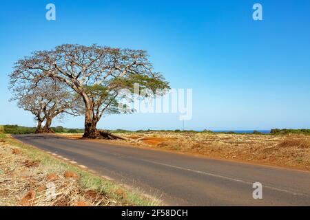 Blattloser Baum entlang der Straße nach Petite Riviere, Mauritius Stockfoto