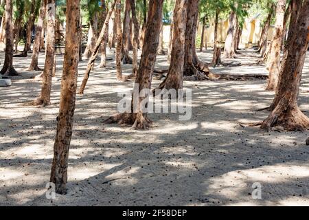 casuarina Pflanzen am öffentlichen Strand von Albion. Stockfoto