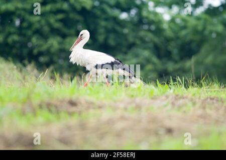 Ein weißstorch Wanderungen durch die große, bunte Gras auf der Suche nach Essen. Stockfoto