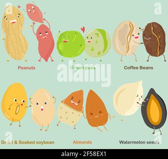 Vektor von Bohne, Nuss, Samen - Erdnuss, grüne Erbse, Kaffeebohne, Sojabohnen, Mandel, Wassermelone Samen. Eine Reihe von niedlichen bunten Legume Symbol Kollektion isoliert o Stock Vektor