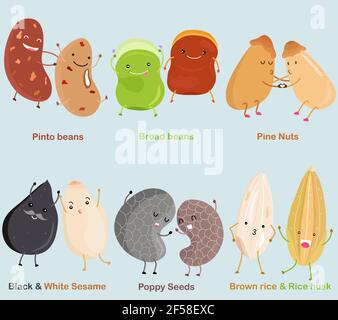 Vektor von Bohne, Nüsse, Samen - Pinto Bohne, Broad Bohne, Pine Nut, Black White Sesam, Mohn, Brauner Reis, Reisschalen. Ein Satz von niedlichen bunten Hülsenfrüchte Stock Vektor
