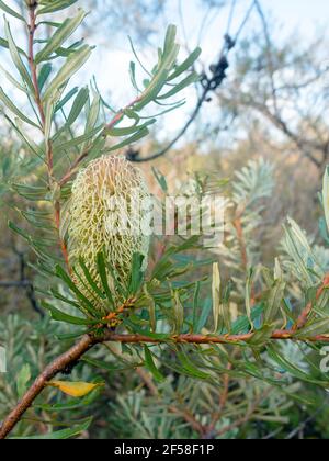 Winter Bbanksia Blume im Langwarrin Naturreservat Stockfoto