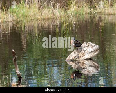 Volle Feuchtgebiete nach dem Regen mit einer Chestnut Teal Ente, die auf einem Baumstamm ruht. Die Mornington Peninsula, Victoria, Australien Stockfoto