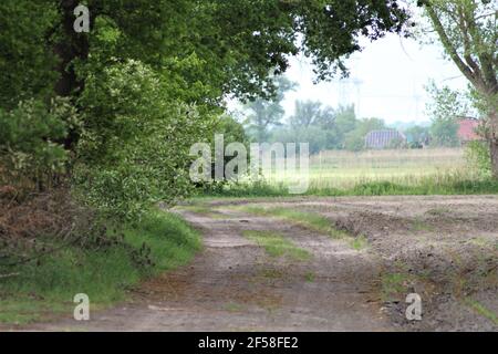 Kleine sandige Straße zwischen einem Feld und dem Wald Stockfoto