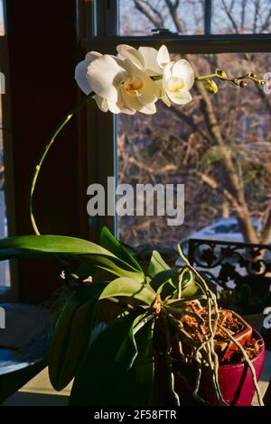 Phototropismus der Pflanzen, der zeigt, wie sich Pflanzen zum Sonnenlicht beugen. Weiße Orchideenblumen werden manchmal als „Moth“-Orchidee bezeichnet. Phalaenopsis. Stockfoto