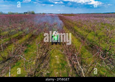 Landwirt mit Traktor mit einem Luftsprühgerät mit einem Chemisches Insektizid oder Fungizid im Obstgarten von Pfirsichbäumen In Veria Nordgriechenland Stockfoto