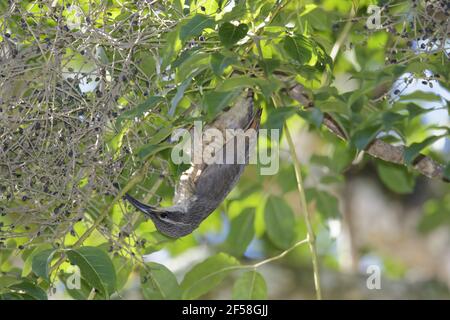 Victorias Riflebird unreifen ernähren sich von Obst Ptiloris Victoriae Atherton Tablelands Queensland, Australien BI029263 Stockfoto