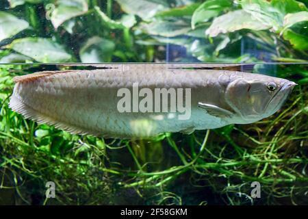 Silber arowana schwimmt in der Nähe der Wasseroberfläche im Aquarium von St. Petersburg Oceanarium, Russland. Stockfoto
