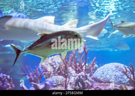 Caranx ignobilis oder Riese trevally, auch bekannt als niedrig trevally ist ein großer Meeresfisch in den tropischen Gewässern der Indo-Pazifik-Region verteilt Stockfoto