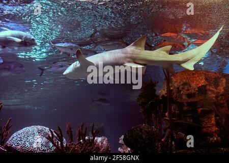 Ammenhaie ziehen es vor, in warmen, flachen Gewässern des westlichen Atlantiks und des östlichen Pazifiks in der Nähe des Meeresbodens zu wohnen. Stockfoto