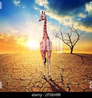 Einsame Giraffe in ausgetrocktem Land mit zerrissenem Boden unter dramatischem Abendhimmel bei Sonnenuntergang. Konzept des Klimawandels und der globalen Erwärmung. Stockfoto
