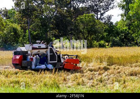 Harvester Maschine zur Ernte Weizenfeld arbeiten. Mähdrescher Landwirtschaft Maschine Ernte golden reifen Weizenfeld in Thailand Stockfoto