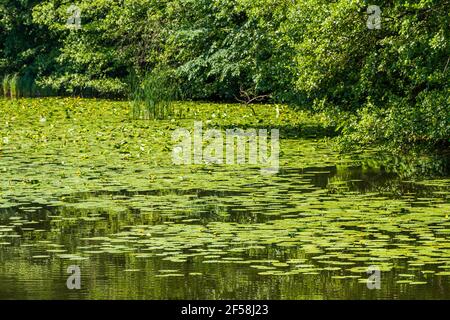 Schlosspark ballenstedt Harz Stockfoto