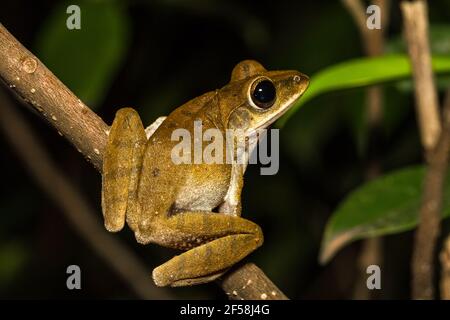 Nahaufnahme goldener Baumfrosch auf Baum. Stockfoto