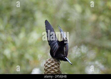 Victorias Riflebird - erwachsenen männlichen Display Ptiloris Victoriae Atherton Tablelands Queensland, Australien BI029444 Stockfoto
