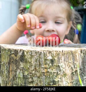 Die Hand des Kindes greift nach reifen Erdbeeren, die auf einem Hanf liegen Im Freien Stockfoto