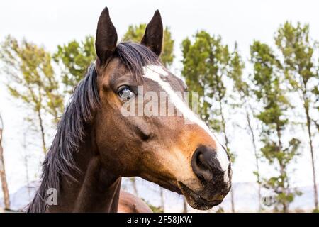 Pferdekopf im Freien im Paddock mit Bäumen - Pferd Gesicht Hochformat Stockfoto