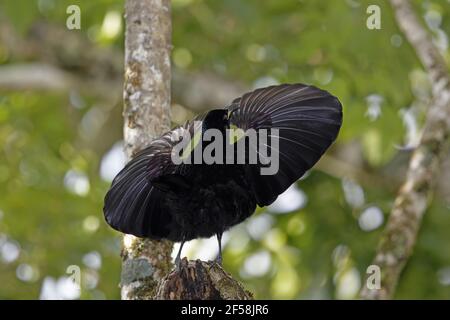 Victoria s Riflebird - erwachsenen männlichen Display Ptiloris Victoriae Atherton Tablelands Queensland, Australien BI029474 Stockfoto