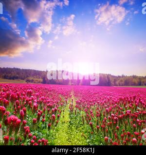 Bereich der blühenden Karmesinklee (Trifolium incarnatum). Frühling ländliche Landschaft bei Sonnenuntergang. Schönheit in der Natur. Stockfoto