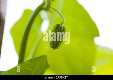 Blick auf den jungen Chayote Squash auf dem Baum Stockfoto