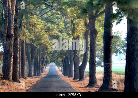 Die Straße führt zum Teesee Meer in einem frühen Morgen frische Luft in Pleiku Stadt, Gia Lai Provinz, Vietnam Stockfoto