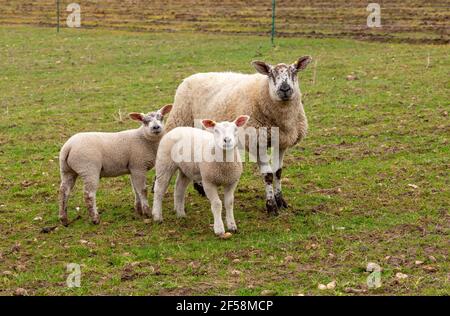 Mutterschafe, ein Mutterschafe mit ihren zwei gut ausgewachsenen Lämmern im Frühling. Mit Blick nach vorne in ein Feld mit Wurzelgemüse und elektrische Zäune. Horizontal. Stockfoto