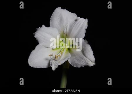 Nahaufnahme einer einzigen weißen Amaryllis Blüte isoliert Auf schwarzem Hintergrund Stockfoto