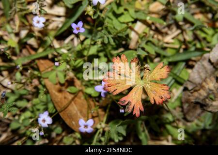 Carolina Geranie mit kleinen unscharfen lila Blüten im Frühling In Georgien Stockfoto