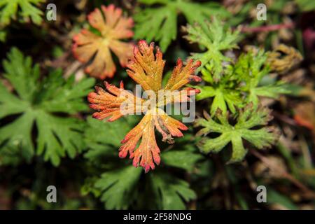 Carolina Geranium mit grünem Laub Hintergrund im Frühling in Georgien Stockfoto