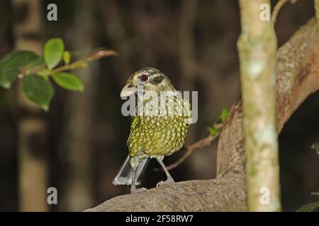 Gefleckte Catbird Ailuroedus Melanotis Atherton Tablelands Queensland, Australien BI029688 Stockfoto