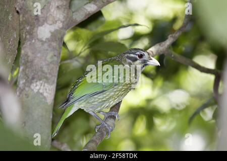 Gefleckte Catbird Ailuroedus Melanotis Atherton Tablelands Queensland, Australien BI029697 Stockfoto