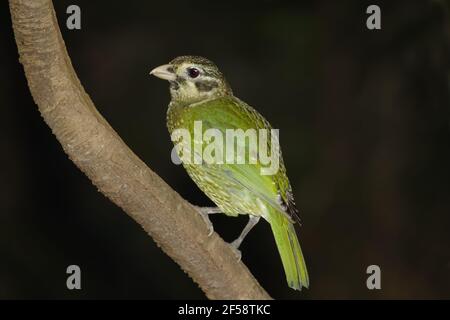 Gefleckte Catbird Ailuroedus Melanotis Atherton Tablelands Queensland, Australien BI029701 Stockfoto