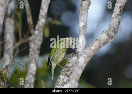 Gefleckte Catbird Ailuroedus Melanotis Atherton Tablelands Queensland, Australien BI029704 Stockfoto