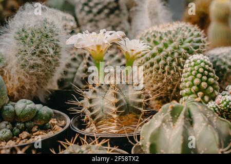 Kaktusblüten, Gymnocalycium mihanovichii mit weißer Blume blüht auf Topf, Sukkulent, Kakteen, Kakteen, Baum, Dürretolerante Pflanze. Stockfoto